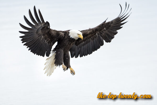 Bald Eagle